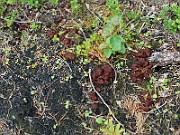 Rhizina undulata