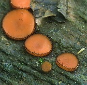 Scutellinia scutellata