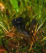 Tolypocladium ophioglossoides