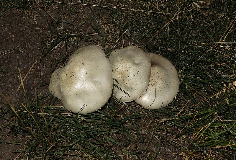 IMG_0125.JPG -                                