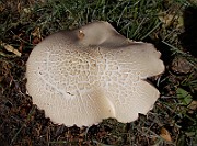 DSCN0228
