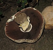IMG_0132
