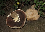 IMG_0133