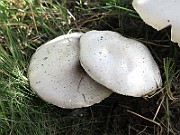 IMG_0136
