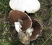 IMG_0138