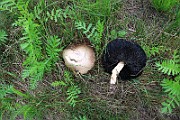 IMG_0734