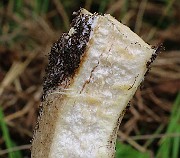 IMG_0737b