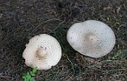 IMG_1839