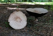 IMG_1841
