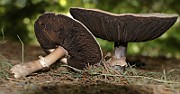 IMG_1842