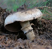 IMG_1874