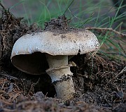 IMG_1875