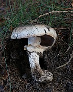 IMG_1876
