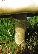 IMG_0282