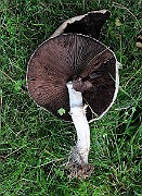 IMG_1009