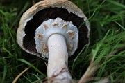 IMG_1025