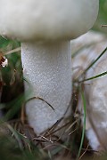 IMG_1035