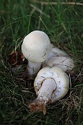 IMG_1039