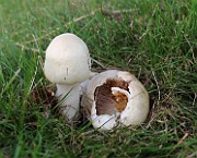 IMG_1046