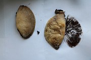 IMG_1077