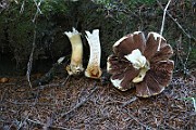IMG_2370