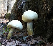 IMG_2375