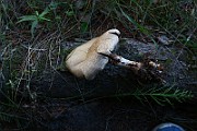 IMG_2378