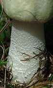 IMG_9411