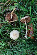 IMG_2185