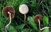 IMG_2194s