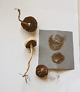 IMG_2195s