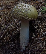 IMG_2245