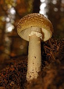 IMG_2248