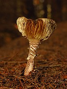 IMG_2249
