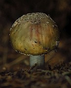 IMG_2251