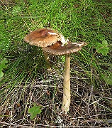 IMG_0029