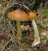 IMG_0032