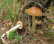 IMG_0033