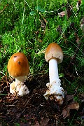 IMG_0868