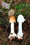 IMG_0870