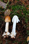 IMG_0871