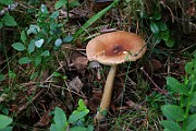 IMG_1786