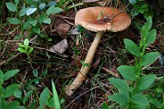 IMG_1787