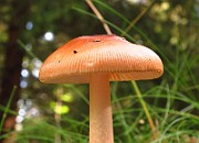 IMG_1954
