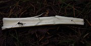 IMG_1965