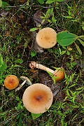 IMG_2112