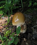 IMG_3344