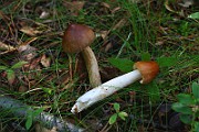 IMG_3753