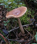 IMG_4852
