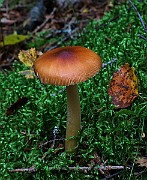 IMG_6110